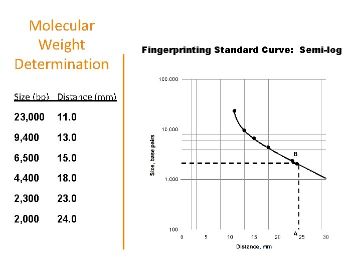 Molecular Weight Determination Size (bp) Distance (mm) 23, 000 11. 0 9, 400 13.