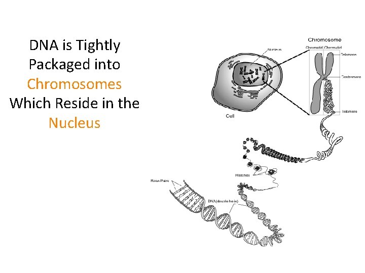 DNA is Tightly Packaged into Chromosomes Which Reside in the Nucleus 