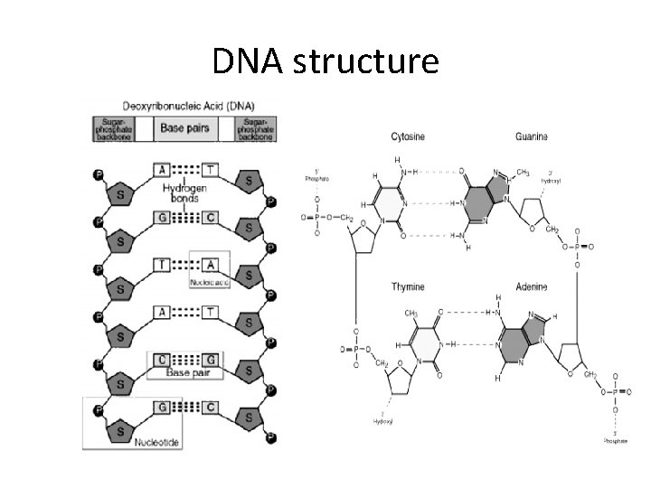 DNA structure 