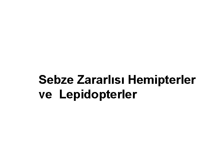 Sebze Zararlısı Hemipterler ve Lepidopterler 