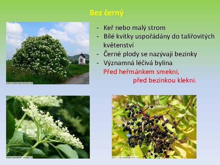 Bez černý - Keř nebo malý strom - Bílé kvítky uspořádány do talířovitých květenství