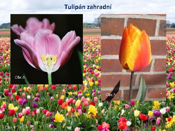 Tulipán zahradní Obr. 6 Obr. 5 Obr. 4 