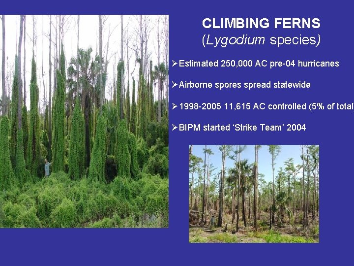 CLIMBING FERNS (Lygodium species) ØEstimated 250, 000 AC pre-04 hurricanes ØAirborne spores spread statewide