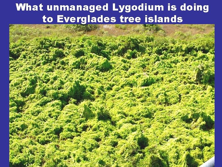 What unmanaged Lygodium is doing to Everglades tree islands 