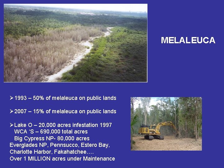 MELALEUCA Ø 1993 – 50% of melaleuca on public lands Ø 2007 – 15%