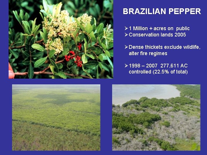 BRAZILIAN PEPPER Ø 1 Million + acres on public ØConservation lands 2005 ØDense thickets