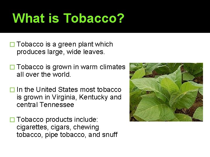 What is Tobacco? � Tobacco is a green plant which produces large, wide leaves.