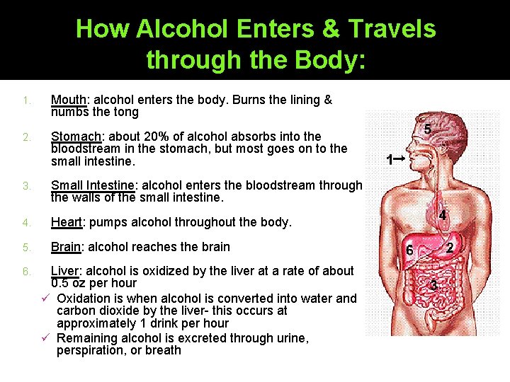 How Alcohol Enters & Travels through the Body: 1. Mouth: alcohol enters the body.