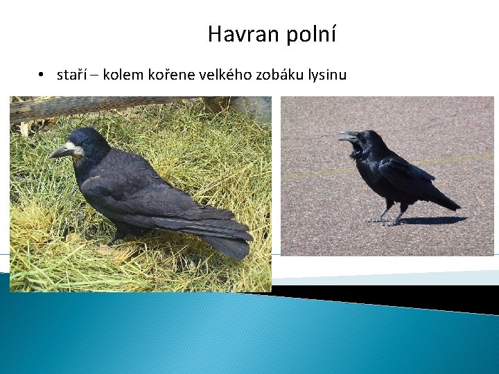 Havran polní • staří – kolem kořene velkého zobáku lysinu 