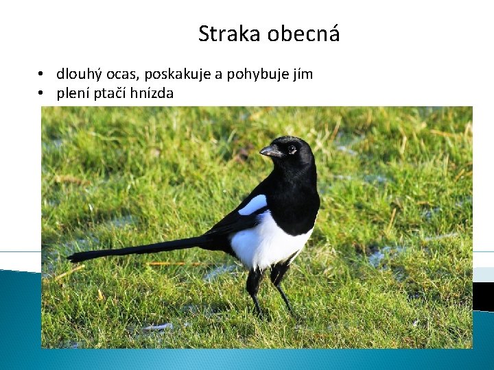 Straka obecná • dlouhý ocas, poskakuje a pohybuje jím • plení ptačí hnízda 