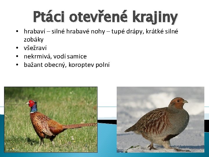 Ptáci otevřené krajiny • hrabaví – silné hrabavé nohy – tupé drápy, krátké silné