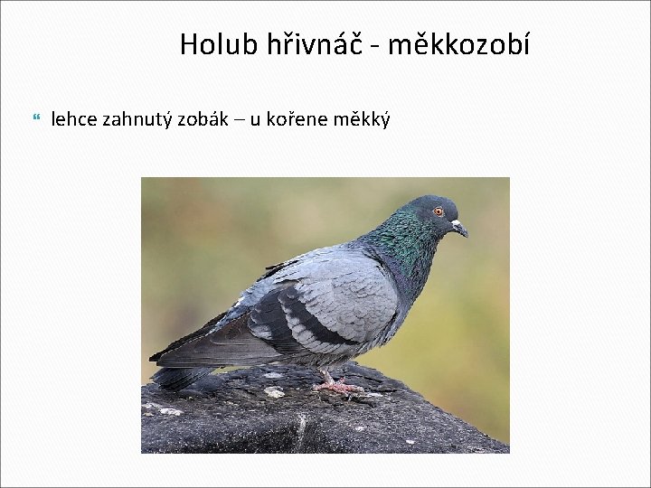 Holub hřivnáč - měkkozobí lehce zahnutý zobák – u kořene měkký 