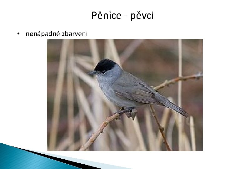 Pěnice - pěvci • nenápadné zbarvení 