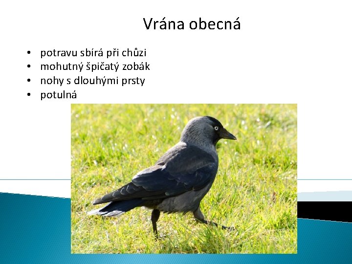 Vrána obecná • • potravu sbírá při chůzi mohutný špičatý zobák nohy s dlouhými