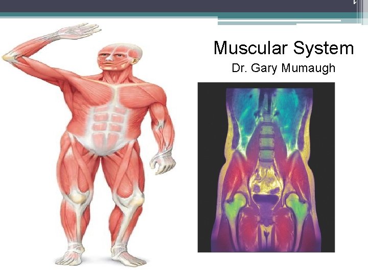 Muscular System Dr. Gary Mumaugh 