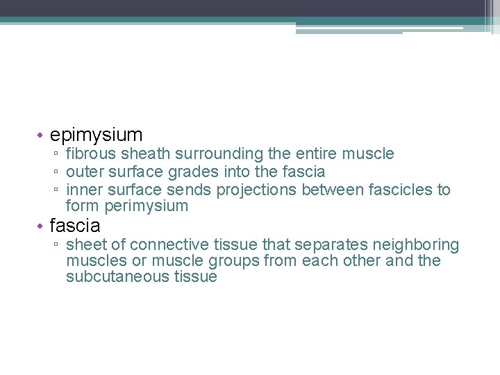 • epimysium ▫ fibrous sheath surrounding the entire muscle ▫ outer surface grades
