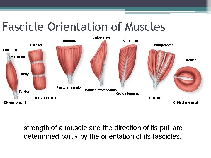 Fascicle Orientation of Muscles Triangular Unipennate Bipennate Parallel Multipennate Fusiform Tendon Circular Belly Pectoralis