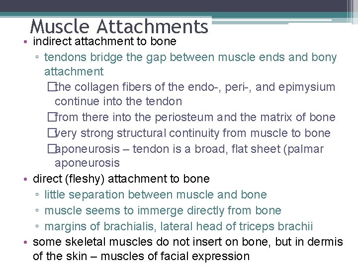 Muscle Attachments • indirect attachment to bone ▫ tendons bridge the gap between muscle