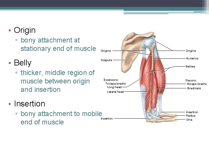  • Origin ▫ bony attachment at stationary end of muscle • Belly ▫