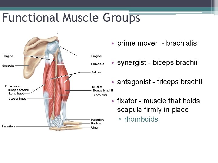 Functional Muscle Groups. • prime mover - brachialis Origins Scapula Origins Humerus • synergist Functional Muscle Groups. • prime mover - brachialis Origins Scapula Origins Humerus • synergist