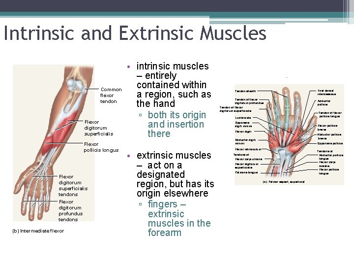 Intrinsic and Extrinsic Muscles Common flexor tendon Flexor digitorum superficialis Flexor pollicis longus Flexor