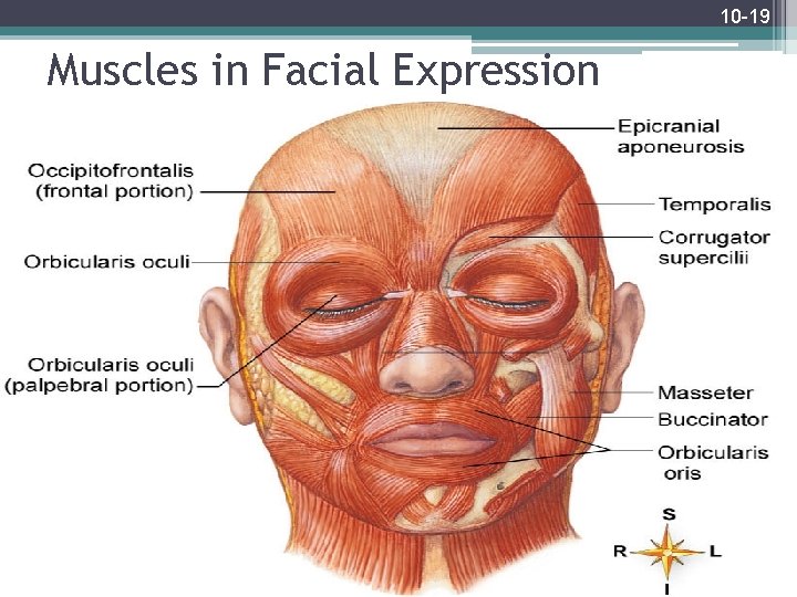 10 -19 Muscles in Facial Expression 