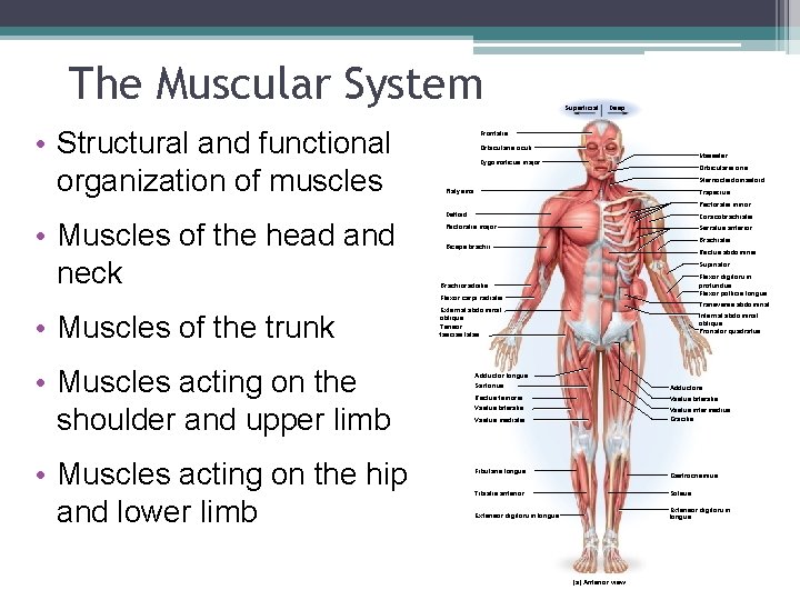 The Muscular System • Structural and functional organization of muscles . Superficial Deep Frontalis