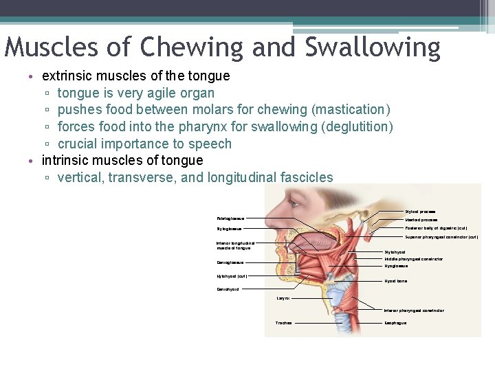 Muscles of Chewing and Swallowing • extrinsic muscles of the tongue ▫ tongue is