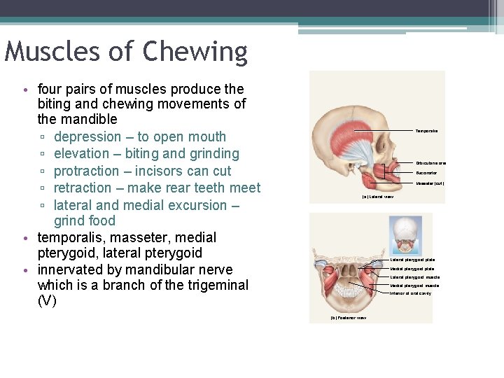 Muscles of Chewing • four pairs of muscles produce the biting and chewing movements