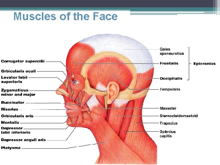 Muscles of the Face 