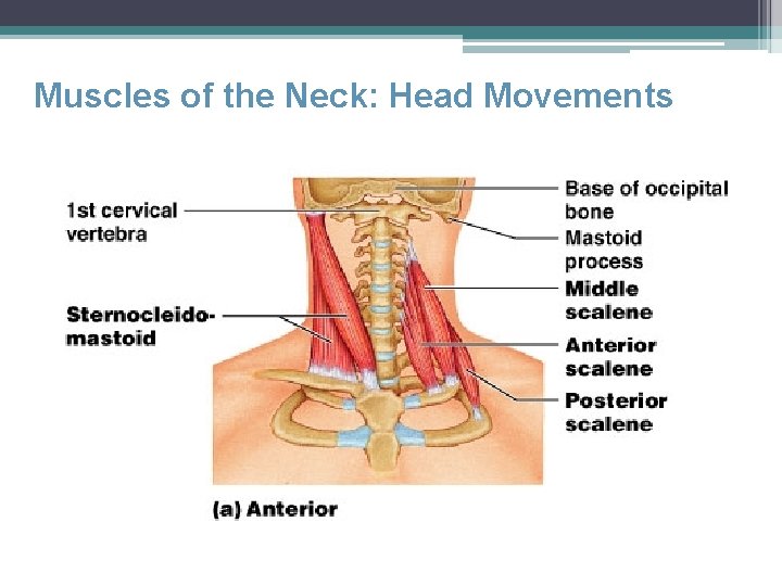 Muscles of the Neck: Head Movements 