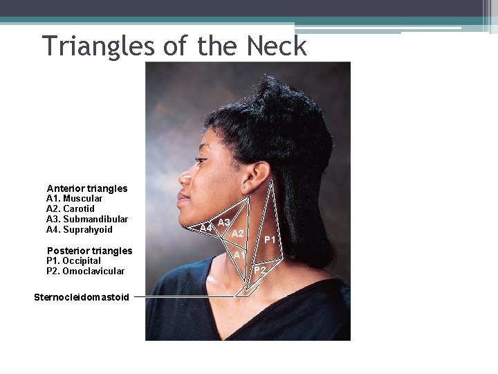 Triangles of the Neck Anterior triangles A 1. Muscular A 2. Carotid A 3.