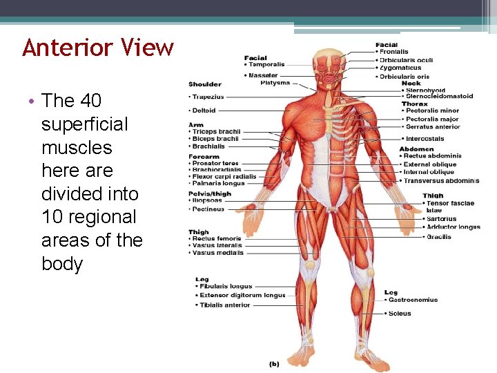 Anterior View • The 40 superficial muscles here are divided into 10 regional areas