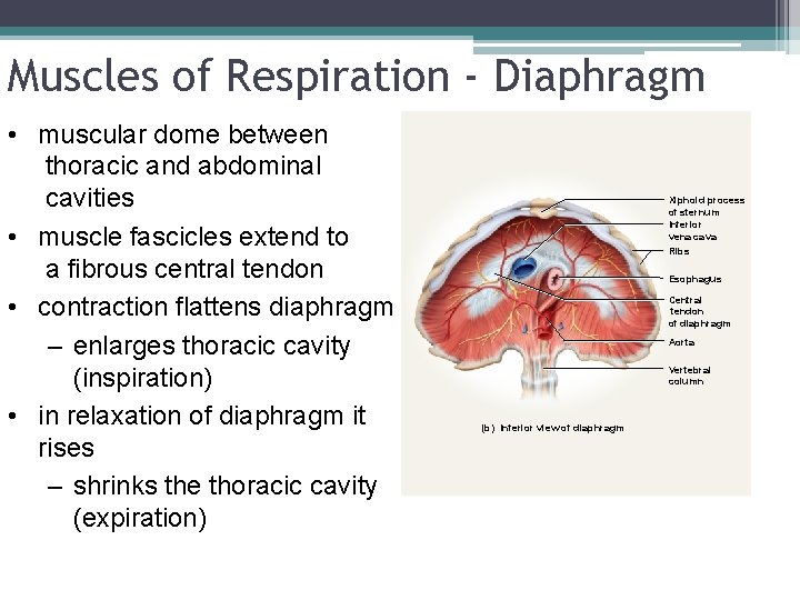 Muscles of Respiration - Diaphragm • muscular dome between thoracic and abdominal cavities •