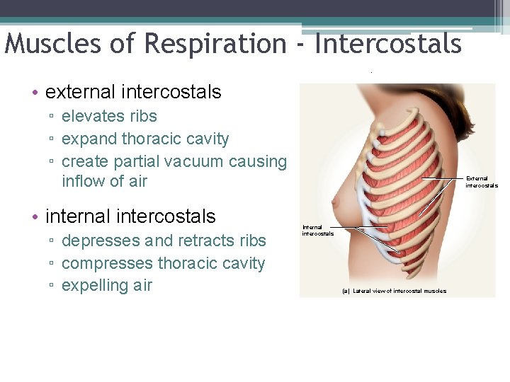 Muscles of Respiration - Intercostals. • external intercostals ▫ elevates ribs ▫ expand thoracic