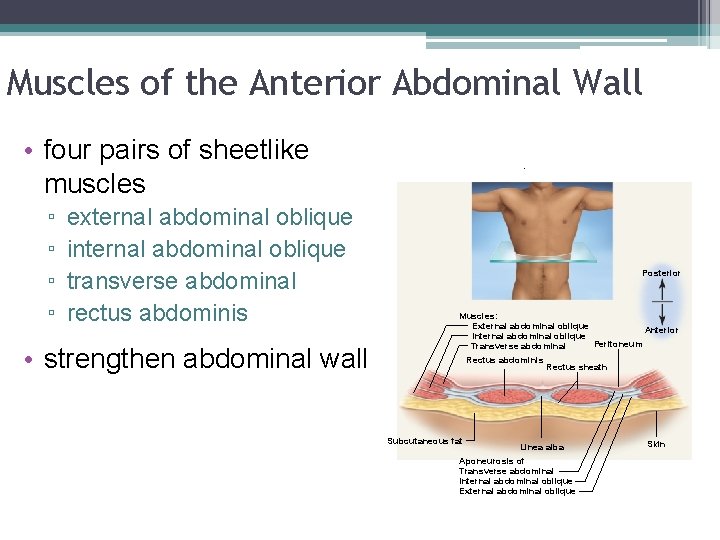 Muscles of the Anterior Abdominal Wall • four pairs of sheetlike muscles ▫ ▫