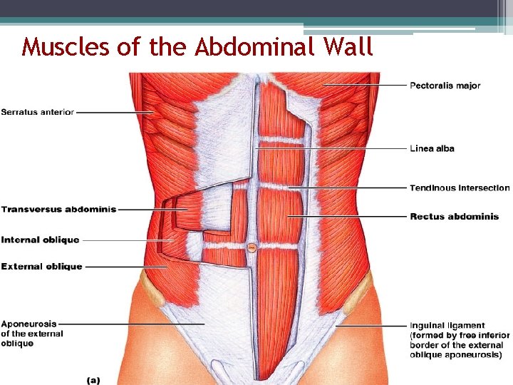 Muscles of the Abdominal Wall Figure 10. 11 a 