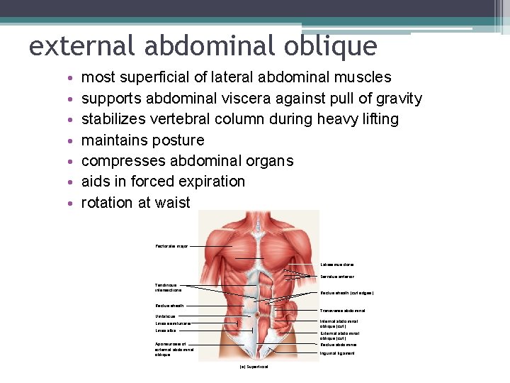 external abdominal oblique • • most superficial of lateral abdominal muscles supports abdominal viscera