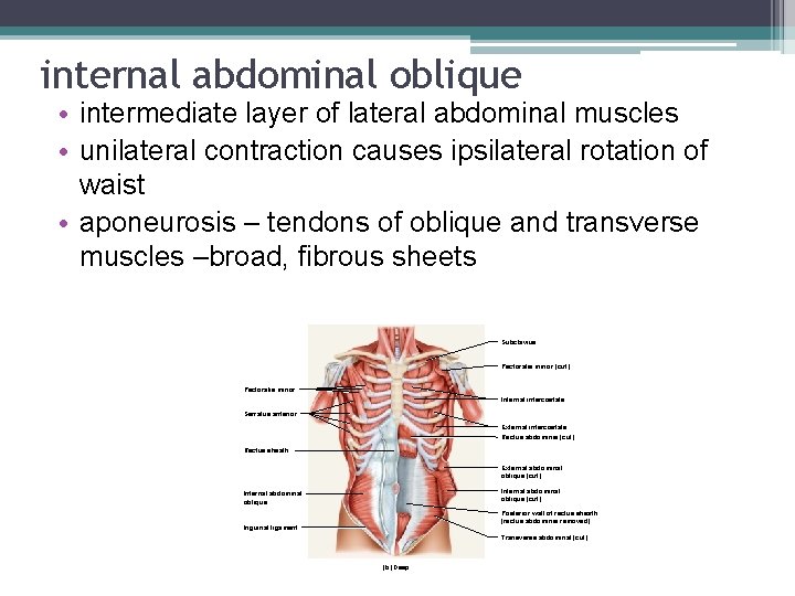 internal abdominal oblique • intermediate layer of lateral abdominal muscles • unilateral contraction causes