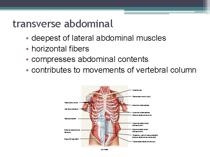 transverse abdominal • • deepest of lateral abdominal muscles horizontal fibers compresses abdominal contents