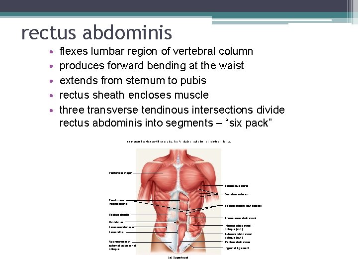 rectus abdominis • • • flexes lumbar region of vertebral column produces forward bending rectus abdominis • • • flexes lumbar region of vertebral column produces forward bending
