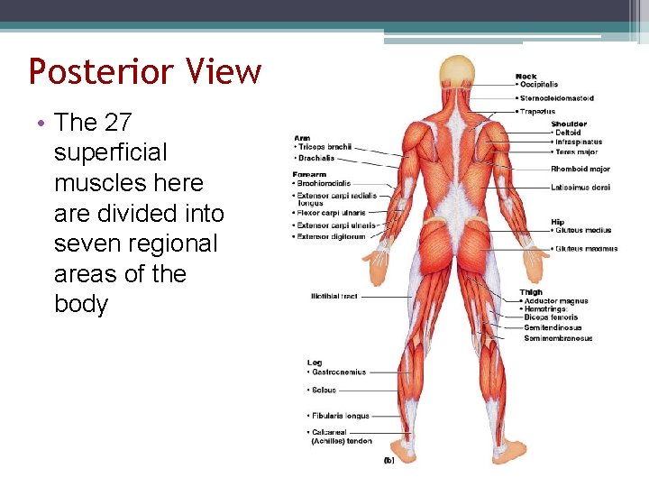 Posterior View • The 27 superficial muscles here are divided into seven regional areas