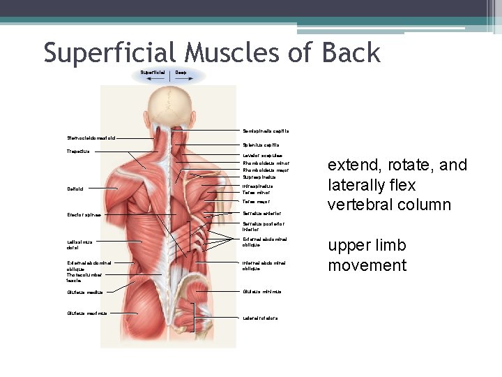 Superficial Muscles of Back. Superficial Deep Semispinalis capitis Sternocleidomastoid Splenius capitis Trapezius Levator scapulae