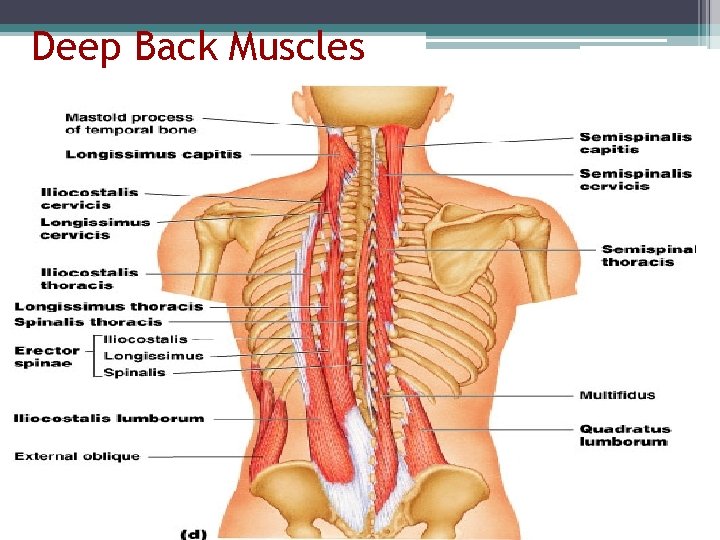 Deep Back Muscles 