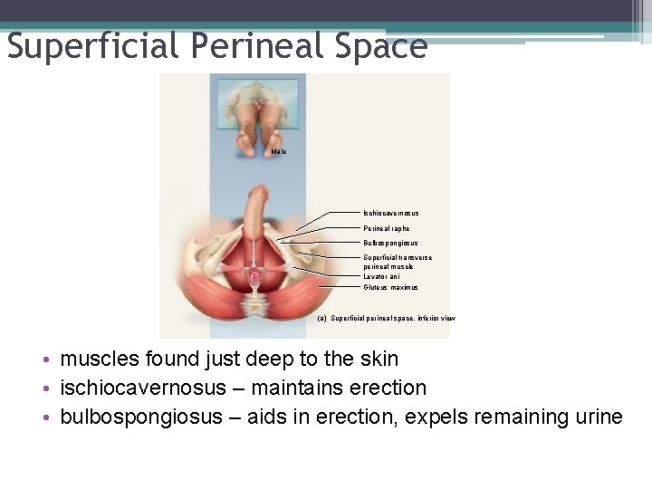 Superficial Perineal Space. Male Ischiocavernosus Perineal raphe Bulbospongiosus Superficial transverse perineal muscle Levator ani