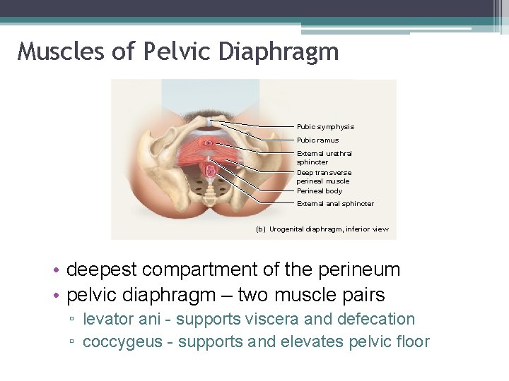 Muscles of Pelvic Diaphragm Pubic symphysis Pubic ramus External urethral sphincter Deep transverse perineal