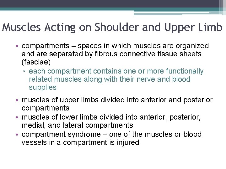 Muscles Acting on Shoulder and Upper Limb • compartments – spaces in which muscles