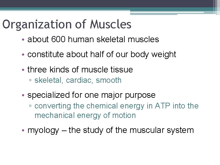 Organization of Muscles • about 600 human skeletal muscles • constitute about half of