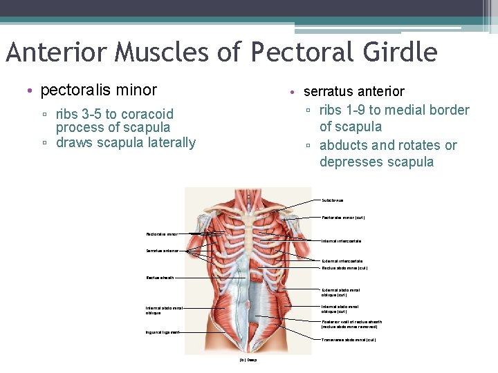 Anterior Muscles of Pectoral Girdle • pectoralis minor • serratus anterior ▫ ribs 1