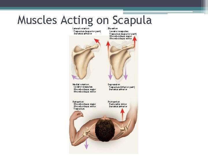 Muscles Acting on Scapula. Lateral rotation Trapezius (superior part) Serratus anterior Elevation Levator scapulae